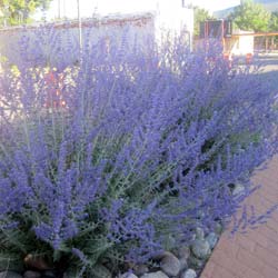 Salvia rusa 'Blue spire'